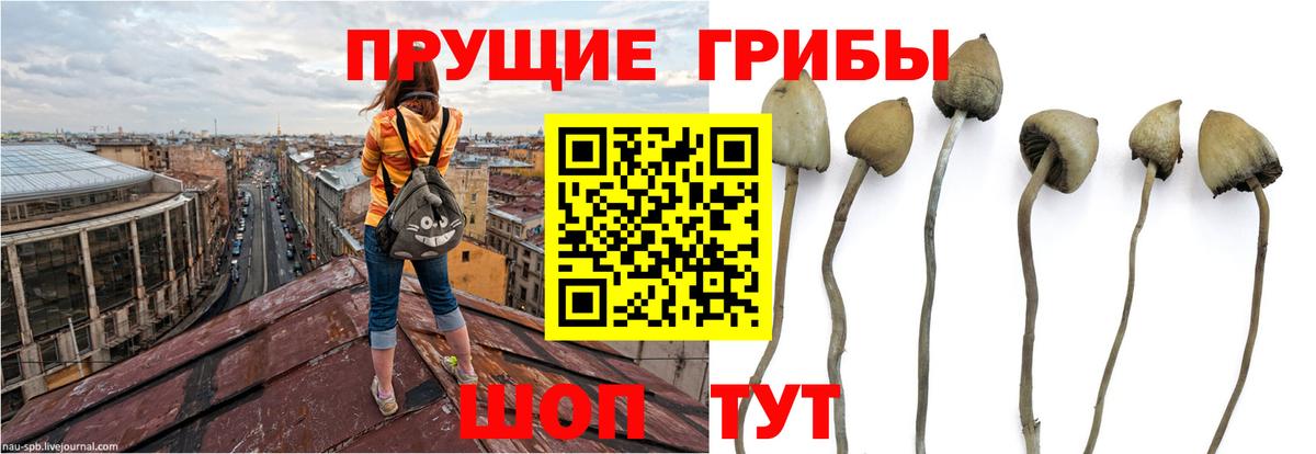 Ногинск  Галлюциногенные грибы Cubensis  наркота  Вход с VPN 